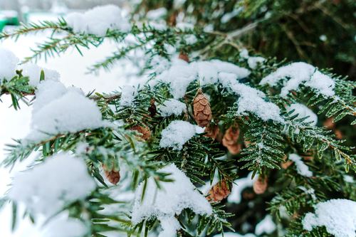 Winter tree